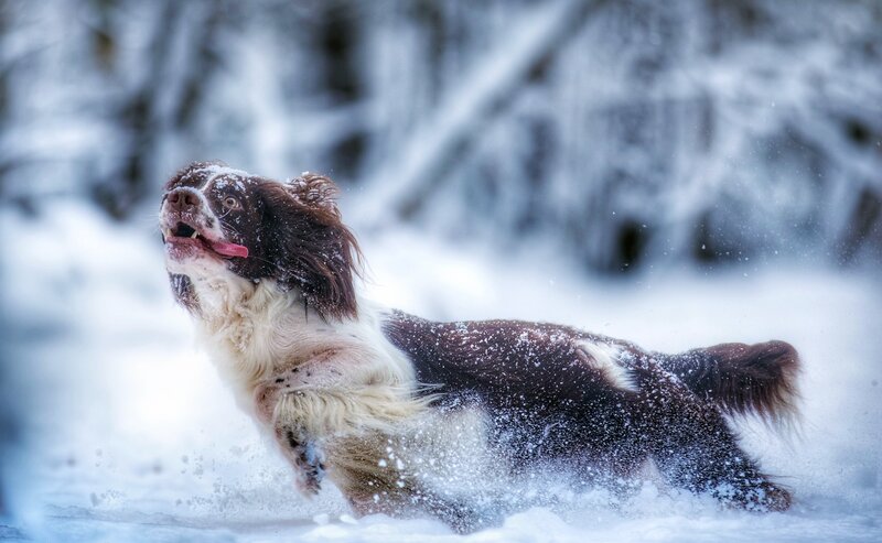 Spaniel Dog in Snow