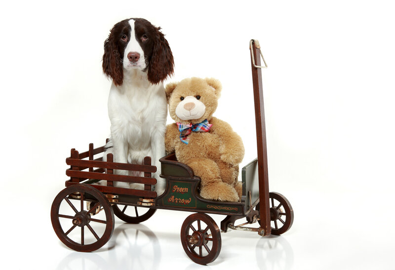 Spaniel Dog in Wagon