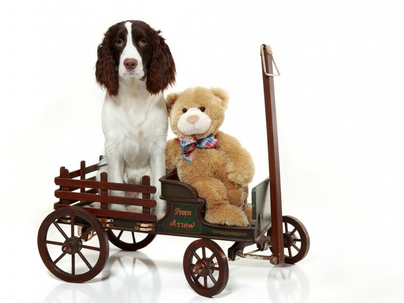 Spaniel Dog in Wagon — White
