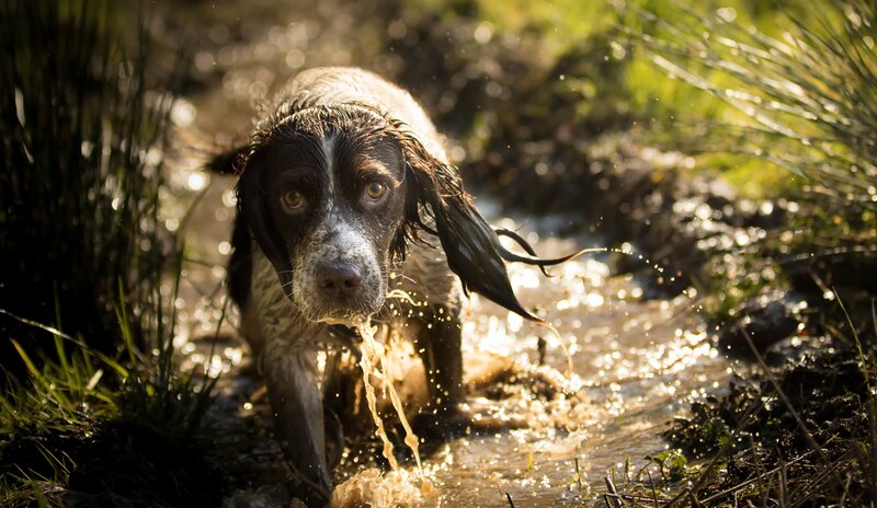 Spaniel Dog in Water
