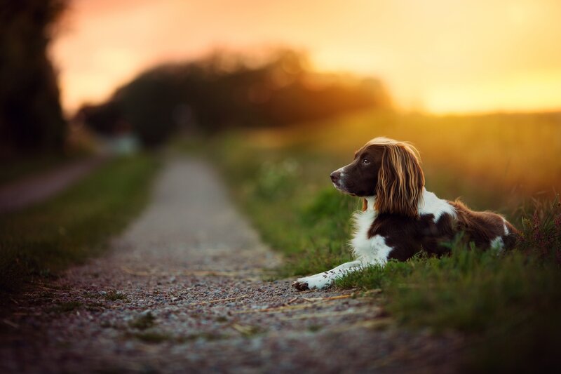 Spaniel Dog on Path