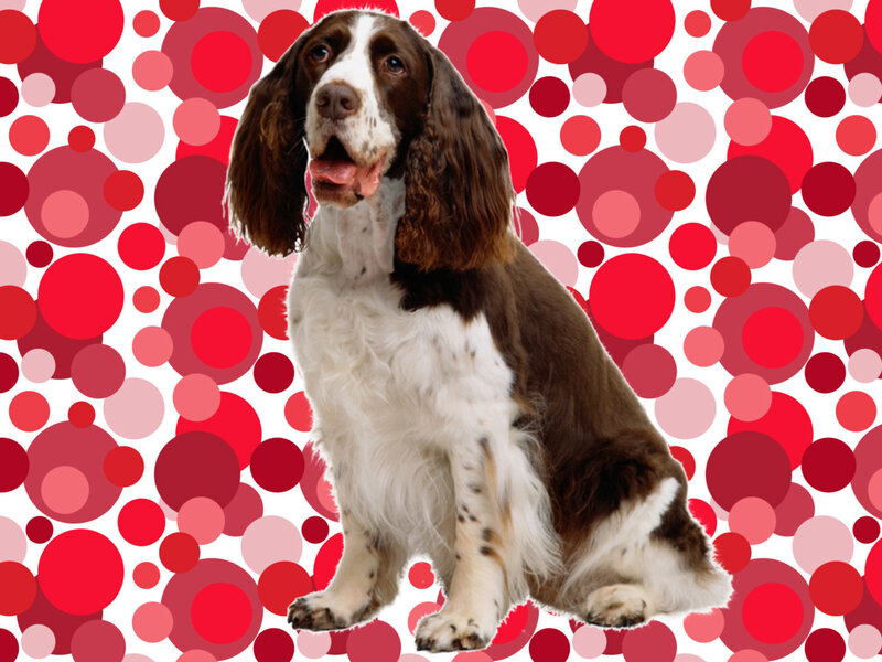 Spaniel dog on red polka dots