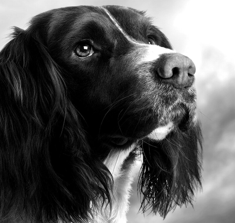 Spaniel Dog Portrait
