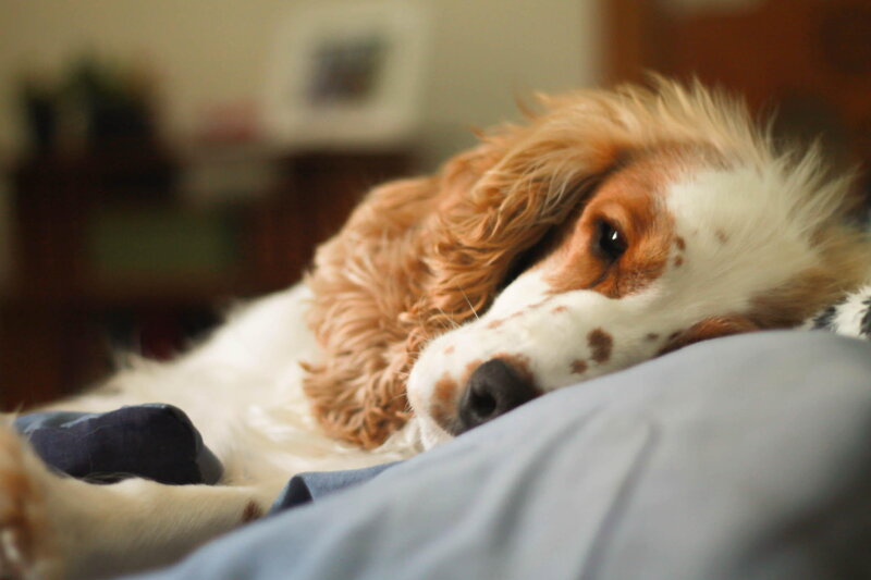 Spaniel Dog Resting