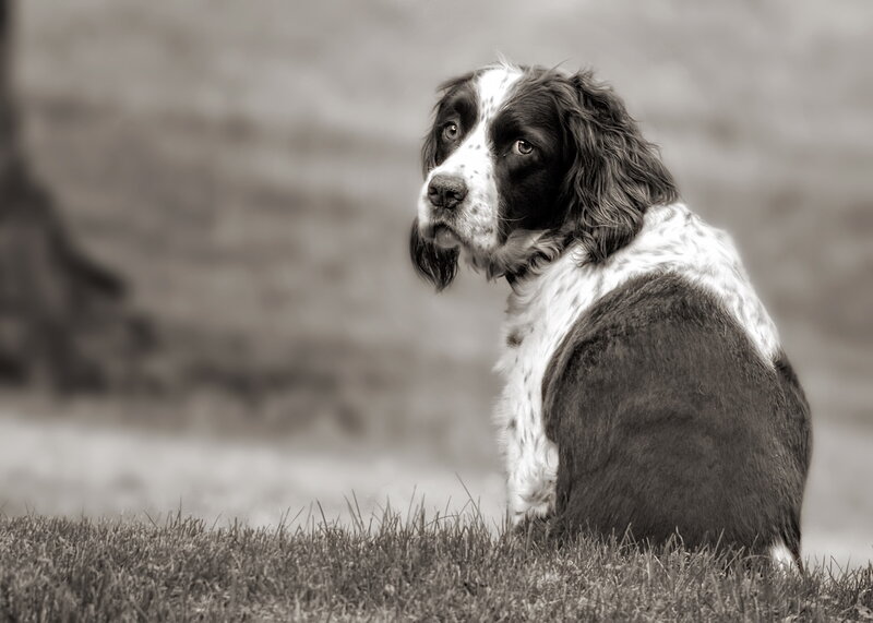 Spaniel Dog Sitting