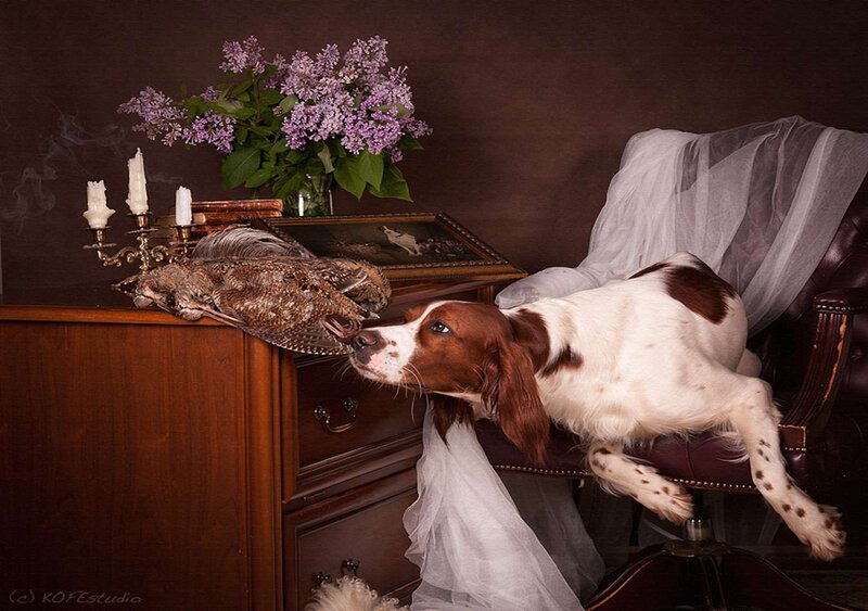 Spaniel Dog with Bird