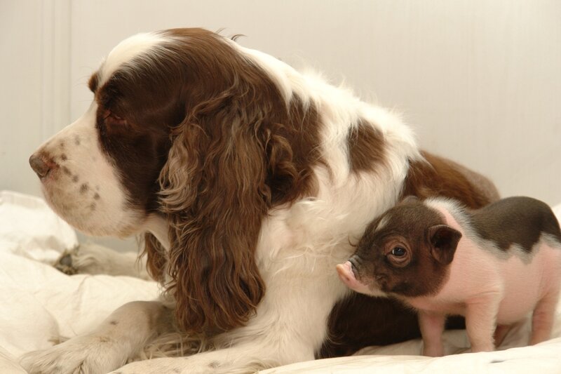 Spaniel Dog with Piglet