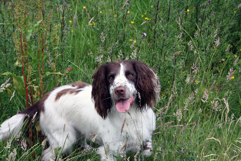 spaniel in a field of grass