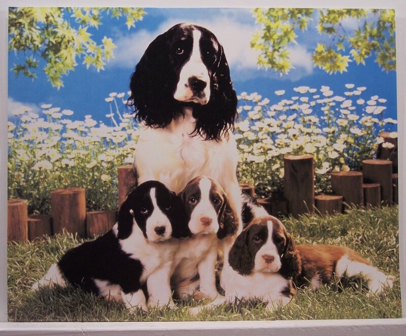 Spaniel mother with puppies