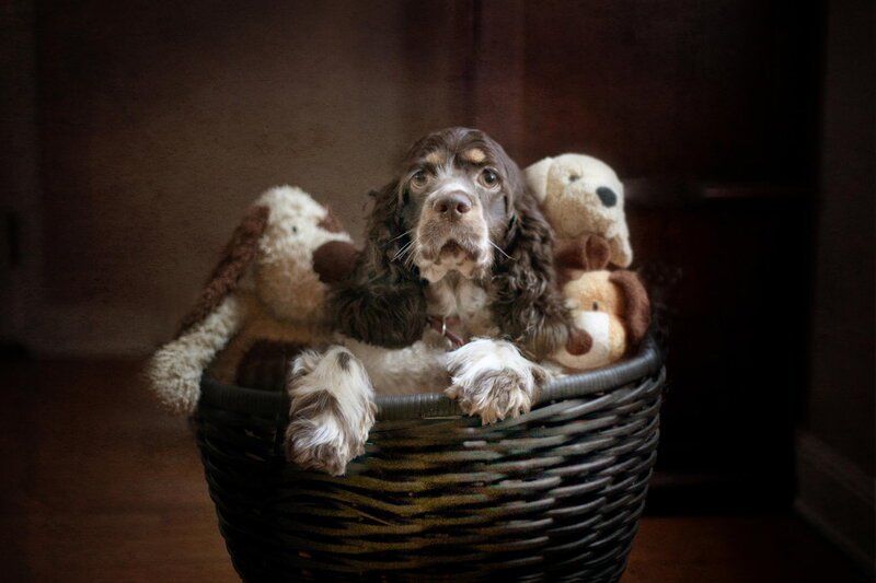 Spaniel Puppy in Basket