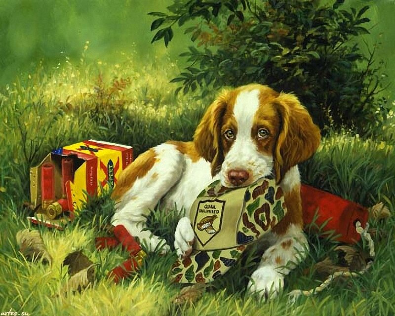Spaniel Puppy in Grass