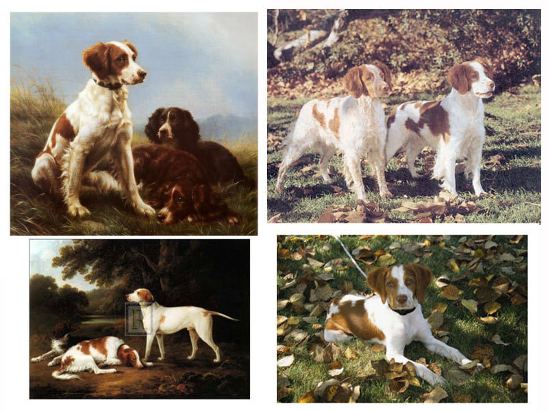Spaniels in art and photos