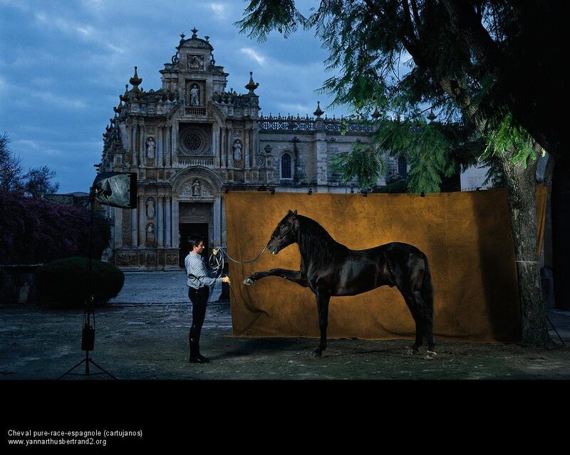 Spanish horse photo shoot