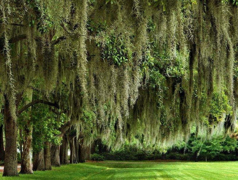 Spanish moss canopy in a park