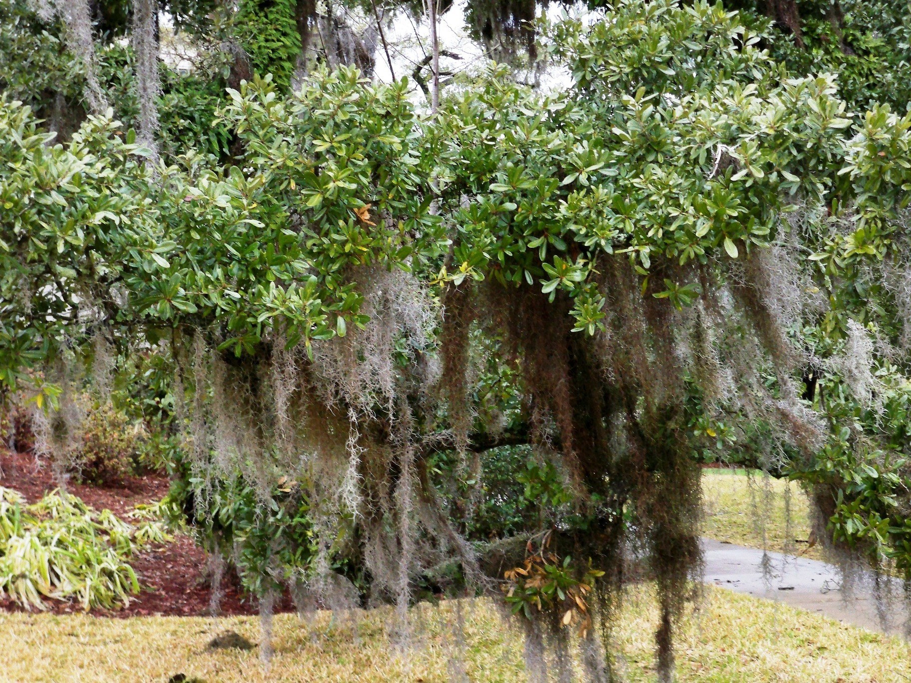 Spanish moss on a tree