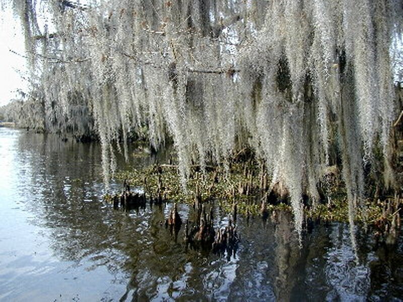 Spanish Moss over Water