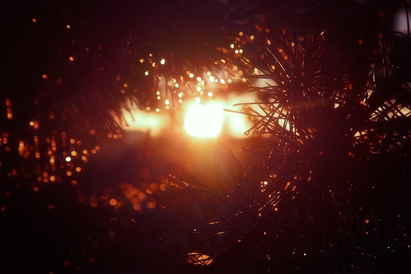 sparkling lights through pine needles