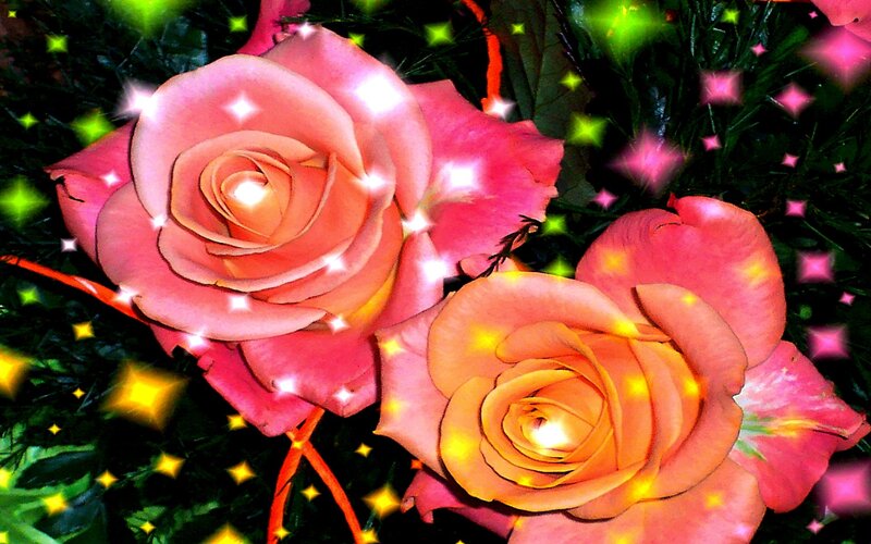 sparkling pink roses