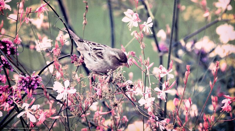 Sparrow among flowers