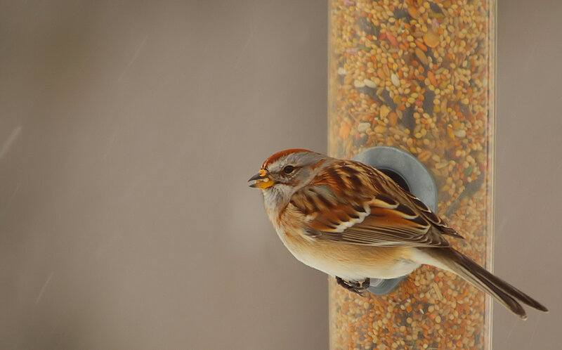 sparrow at a bird feeder