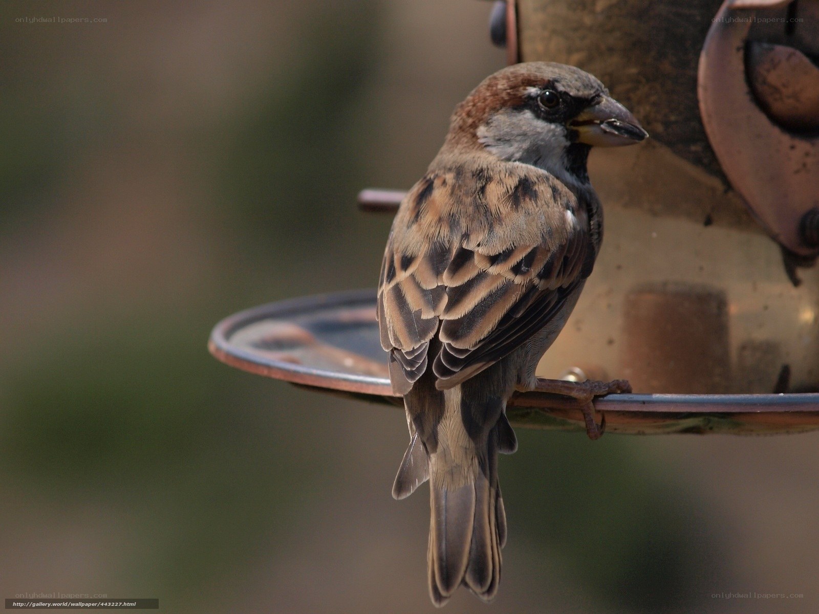 sparrow at bird feeder