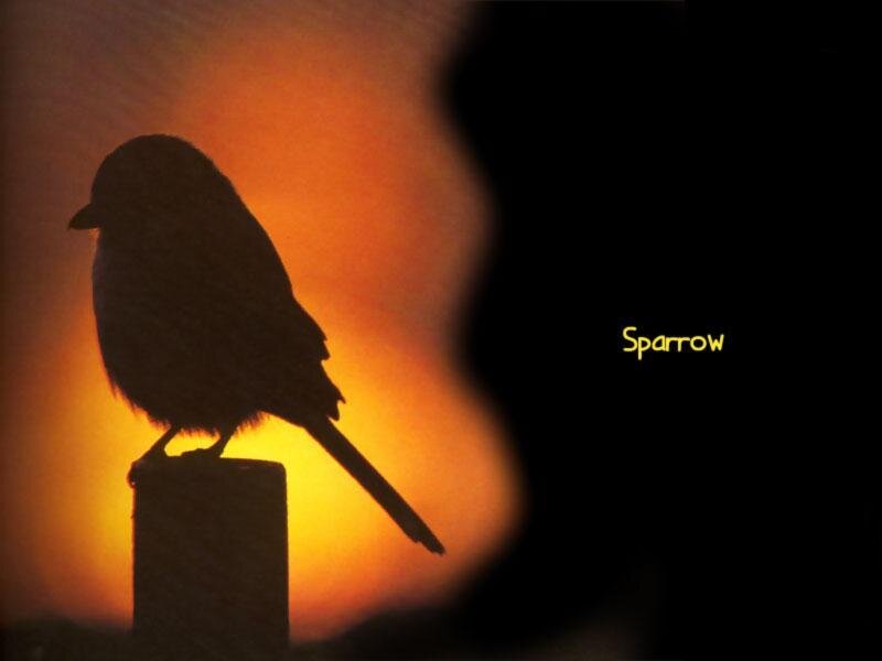 Sparrow at sunset