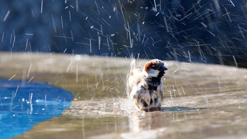 sparrow bathing in water