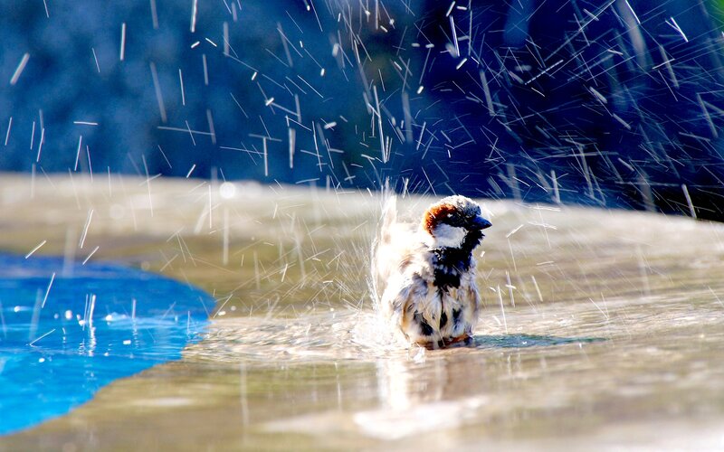 Sparrow Bathing in Water — Blue