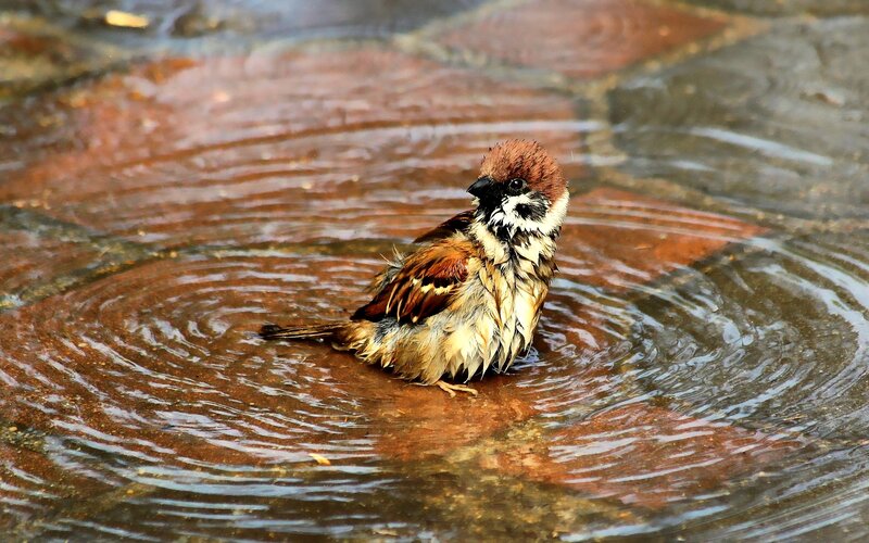 Sparrow Bathing in Water — Brown, Calm