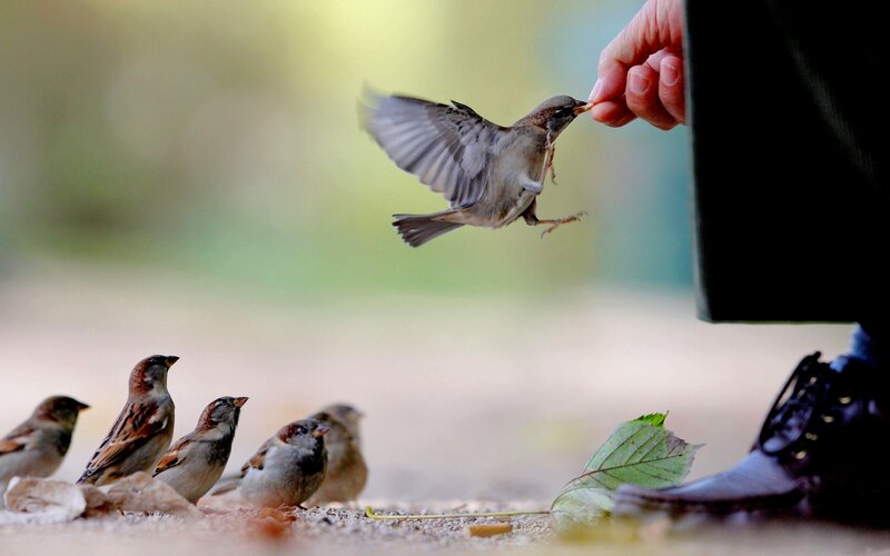 Sparrow Being Fed — Brown, Calm, Autumn