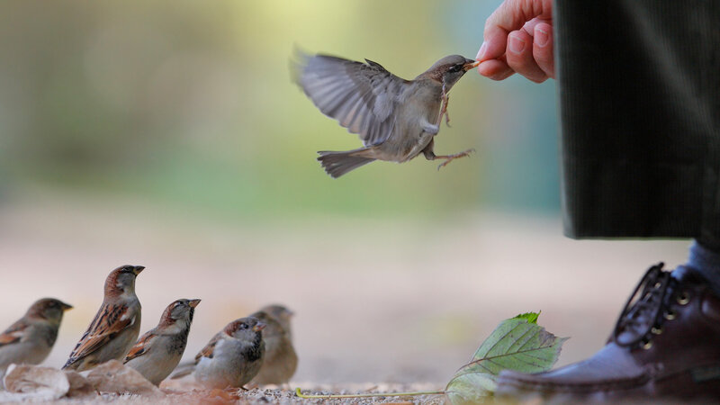Sparrow Being Fed — Brown