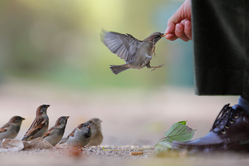 Sparrow Being Fed