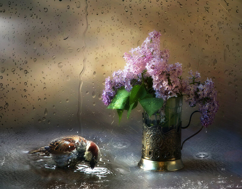 Sparrow Drinking Water — Purple, Serene