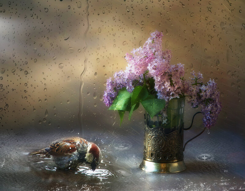 Sparrow Drinking Water — Purple