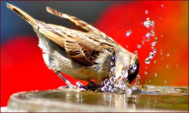 Sparrow Drinking Water — Red