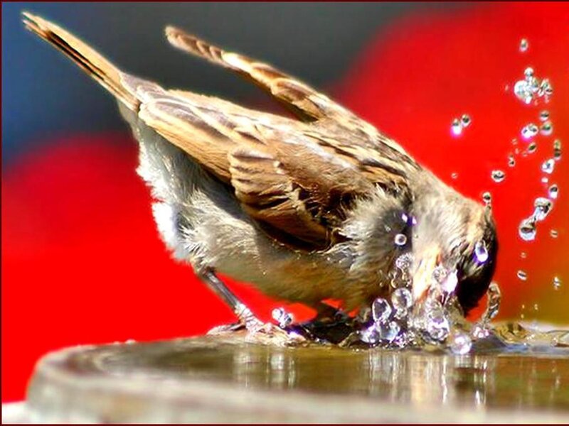 Sparrow Drinking Water