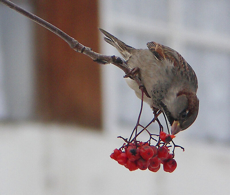 Sparrow Eating Berries