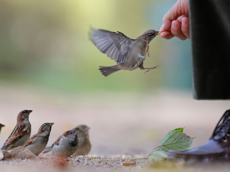 Sparrow Feeding from Hand — Brown
