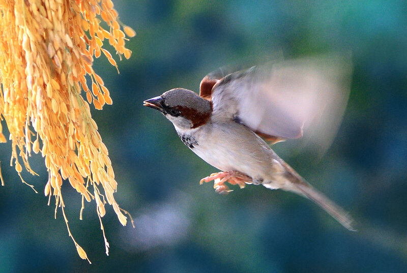 Sparrow Flying Near Rice