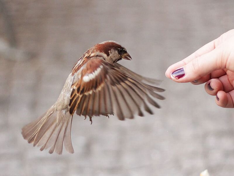 Sparrow Flying to Hand