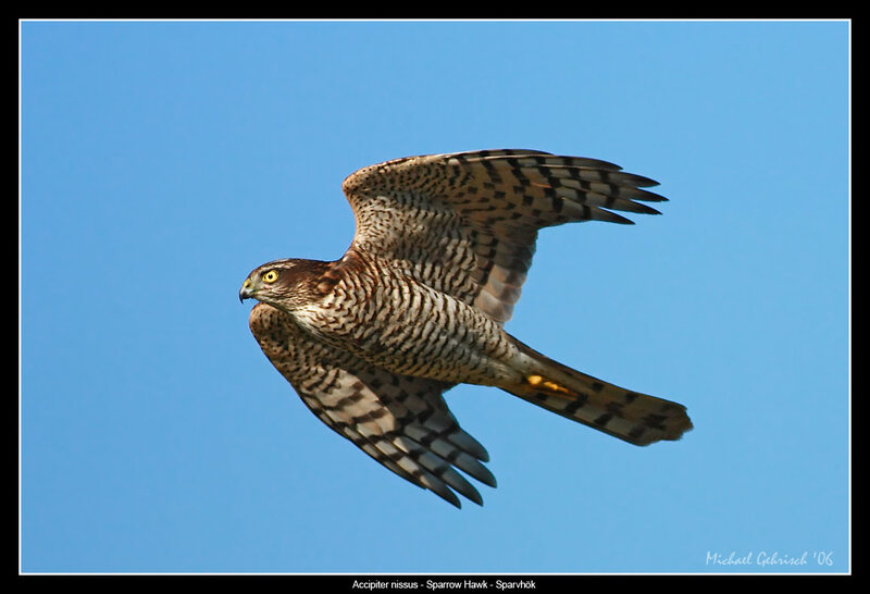 Sparrow Hawk in Flight