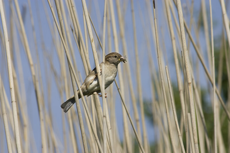 Sparrow Holding Insect