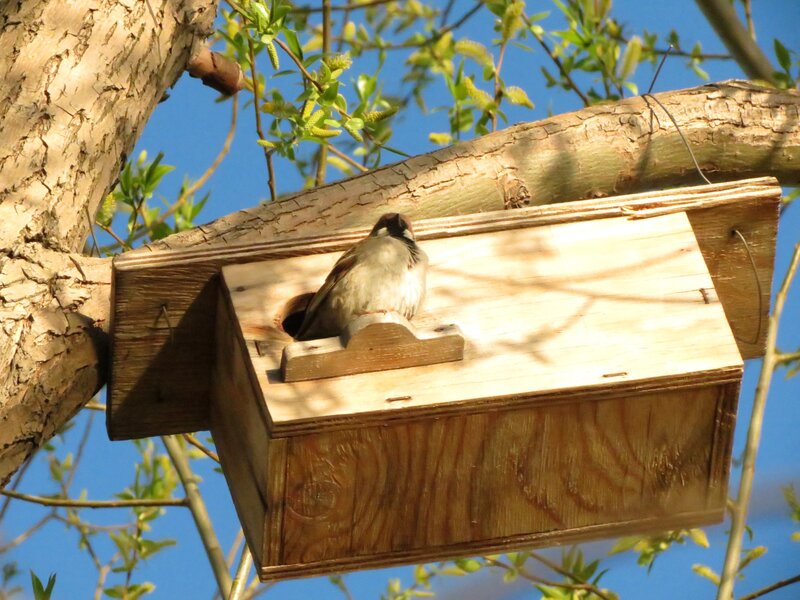 Sparrow in a birdhouse