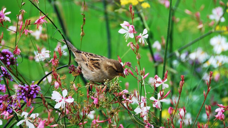 Sparrow in a flower garden