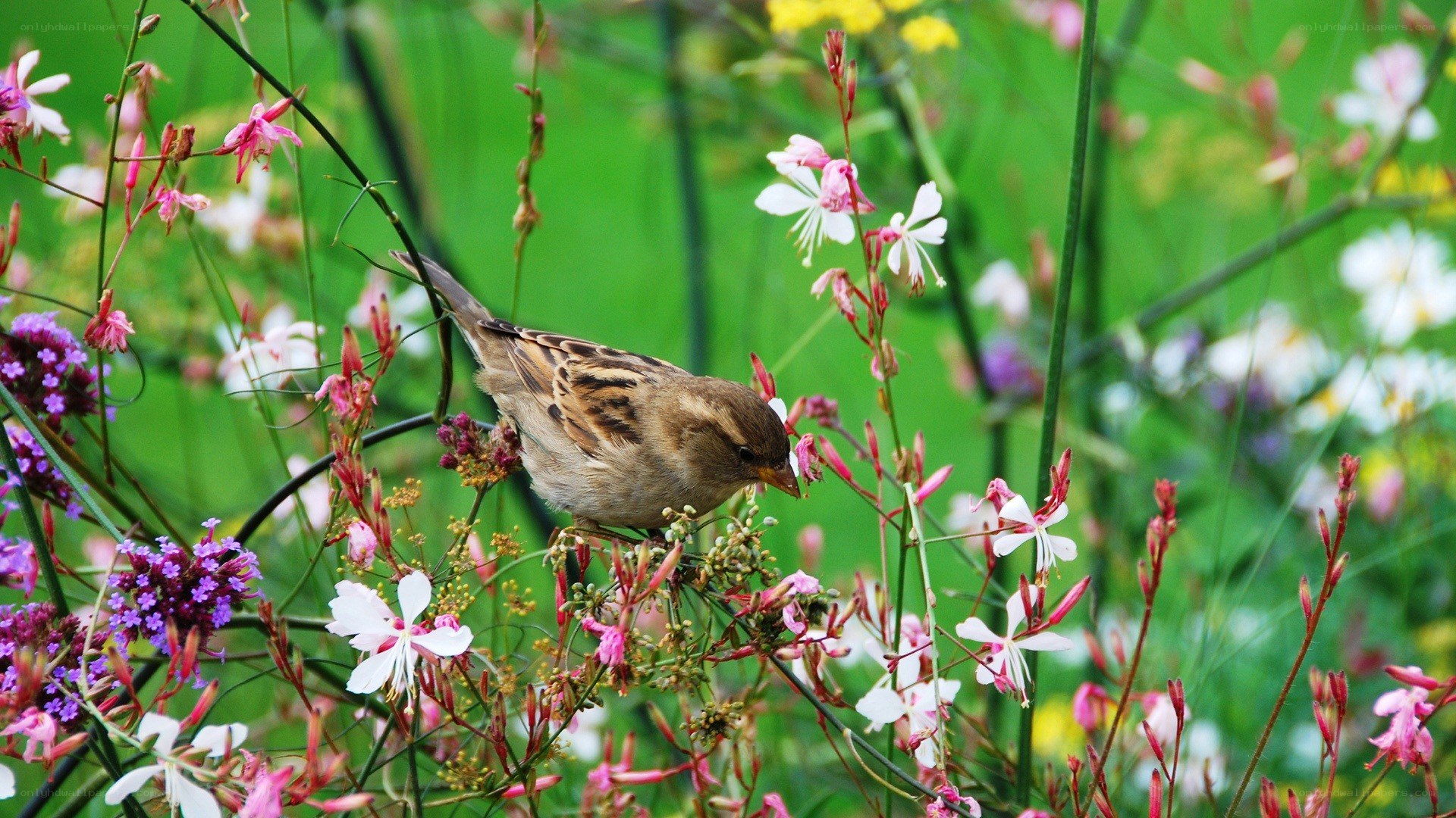 Sparrow in a flower garden