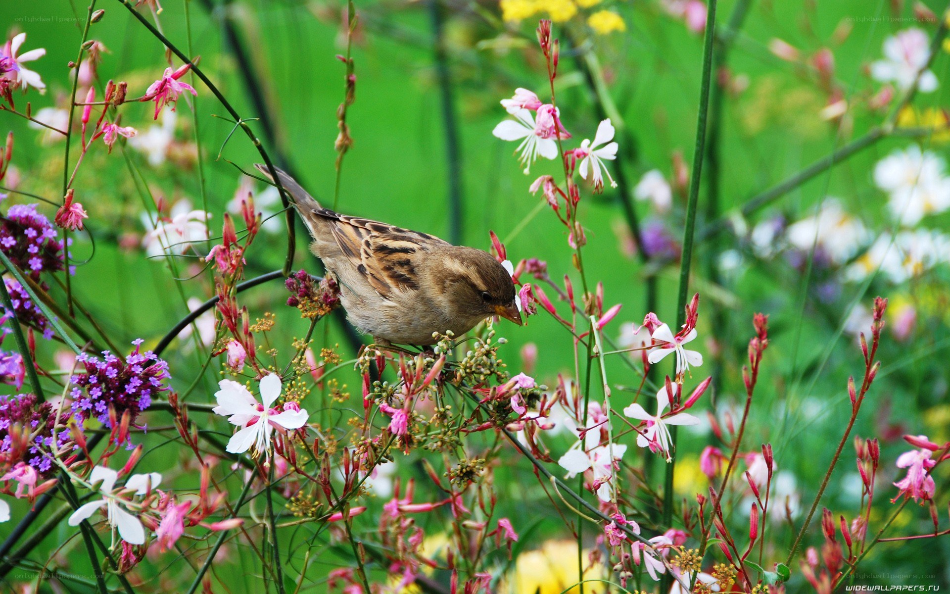 Sparrow in a flower garden