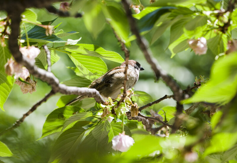 Sparrow in cherry blossoms