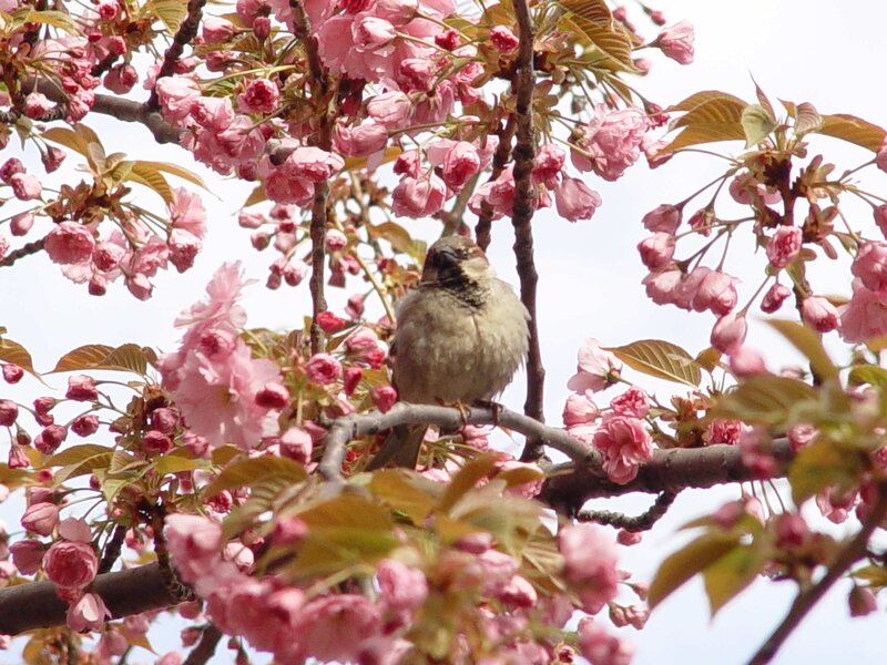 Sparrow in cherry blossoms