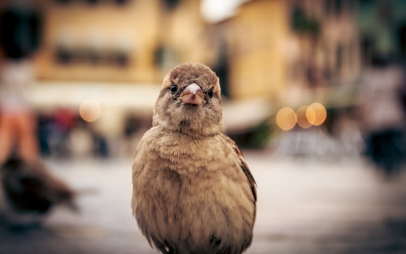 Sparrow in City