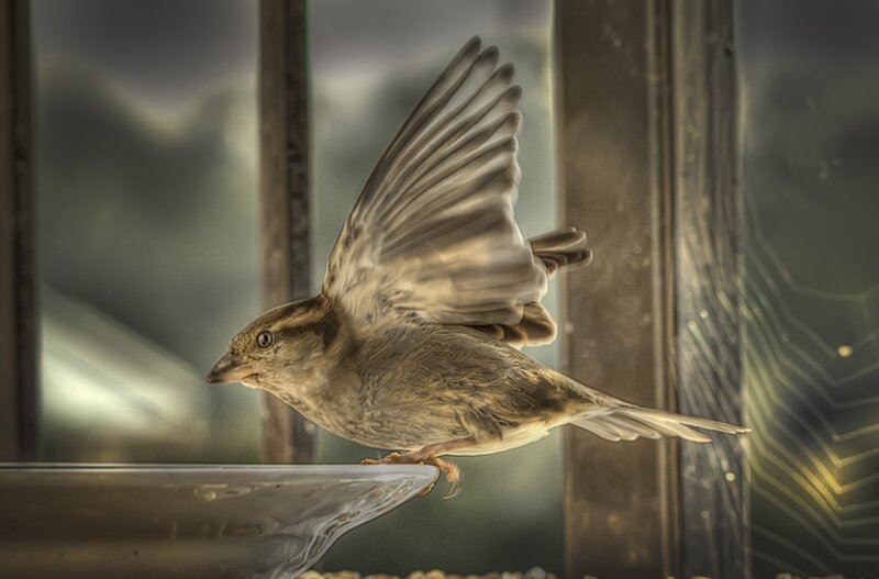 Sparrow in Flight — Brown